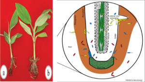 Colonization of microbes in banana tissue