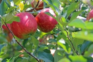  Nutritional Composition and Health Benefits of Apples