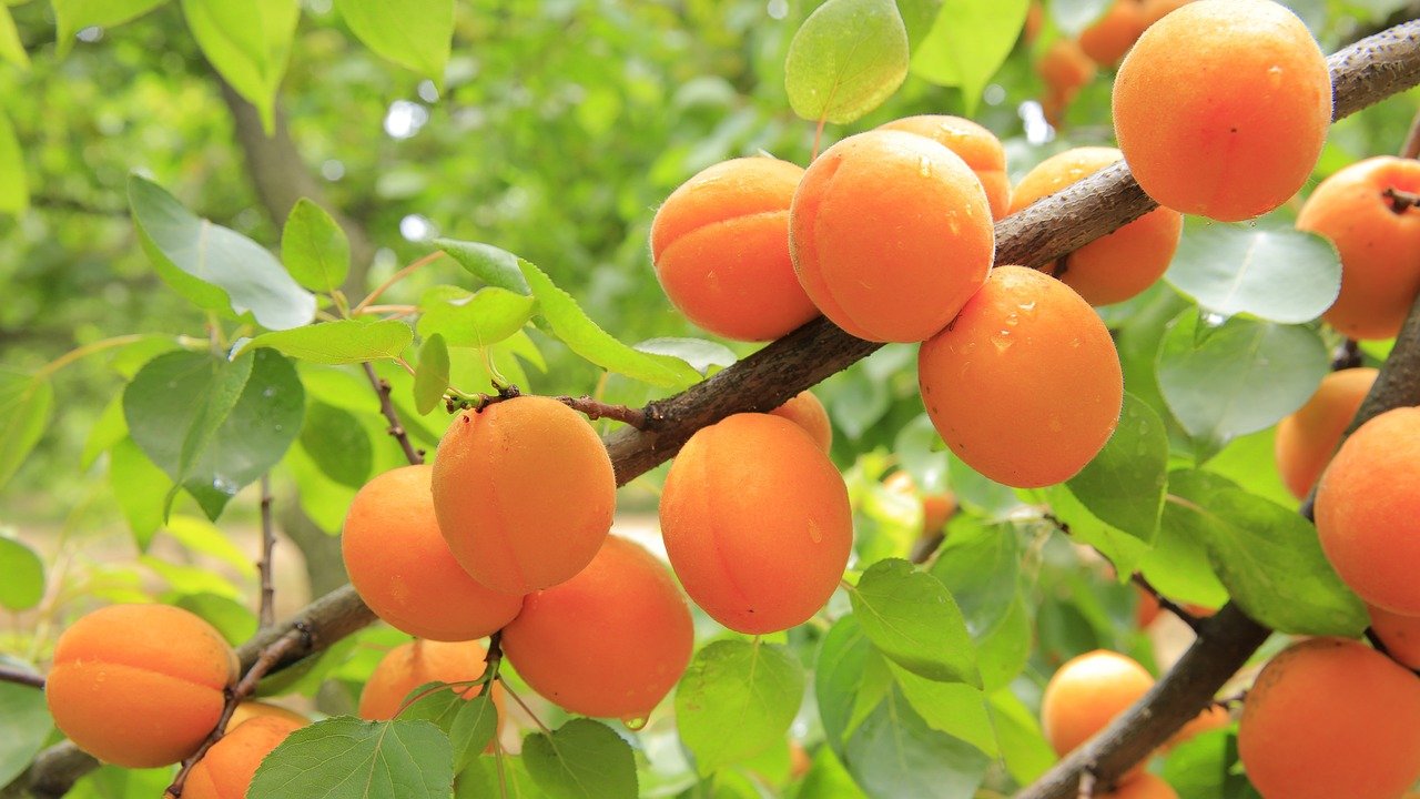 Apricot: Nutritional Composition and Health Benefits