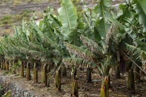 Banana Trees