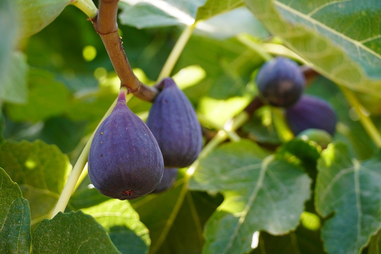 Fig: Nutritional Composition and Health Benefits