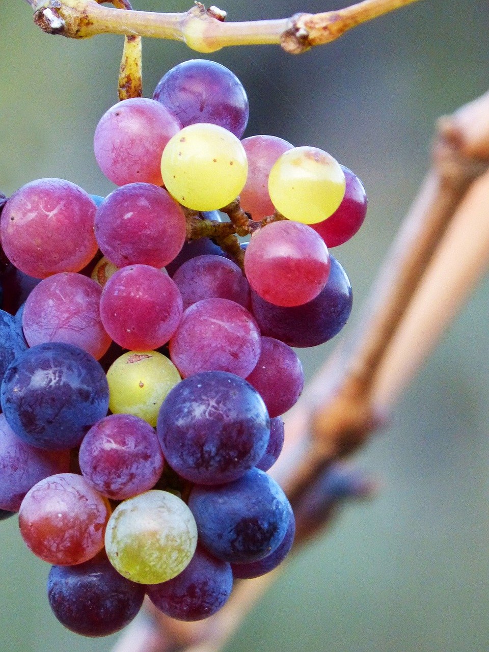 Grapes: Nutritional Composition and Health Benefits