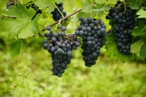 Grapes: Nutritional Composition and Health Benefits