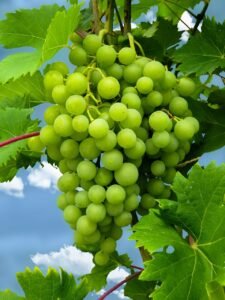 Grapes: Nutritional Composition and Health Benefits