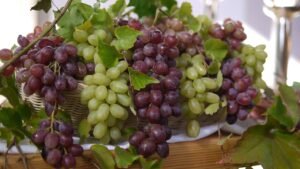 Grapes: Nutritional Composition and Health Benefits