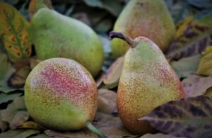 Pear: Nutritional composition and Health benefits