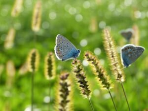 Drought stress in plants