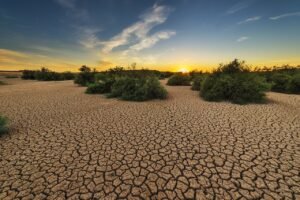 Drought Stress in Plants