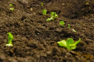 importance of microbes in agriculture