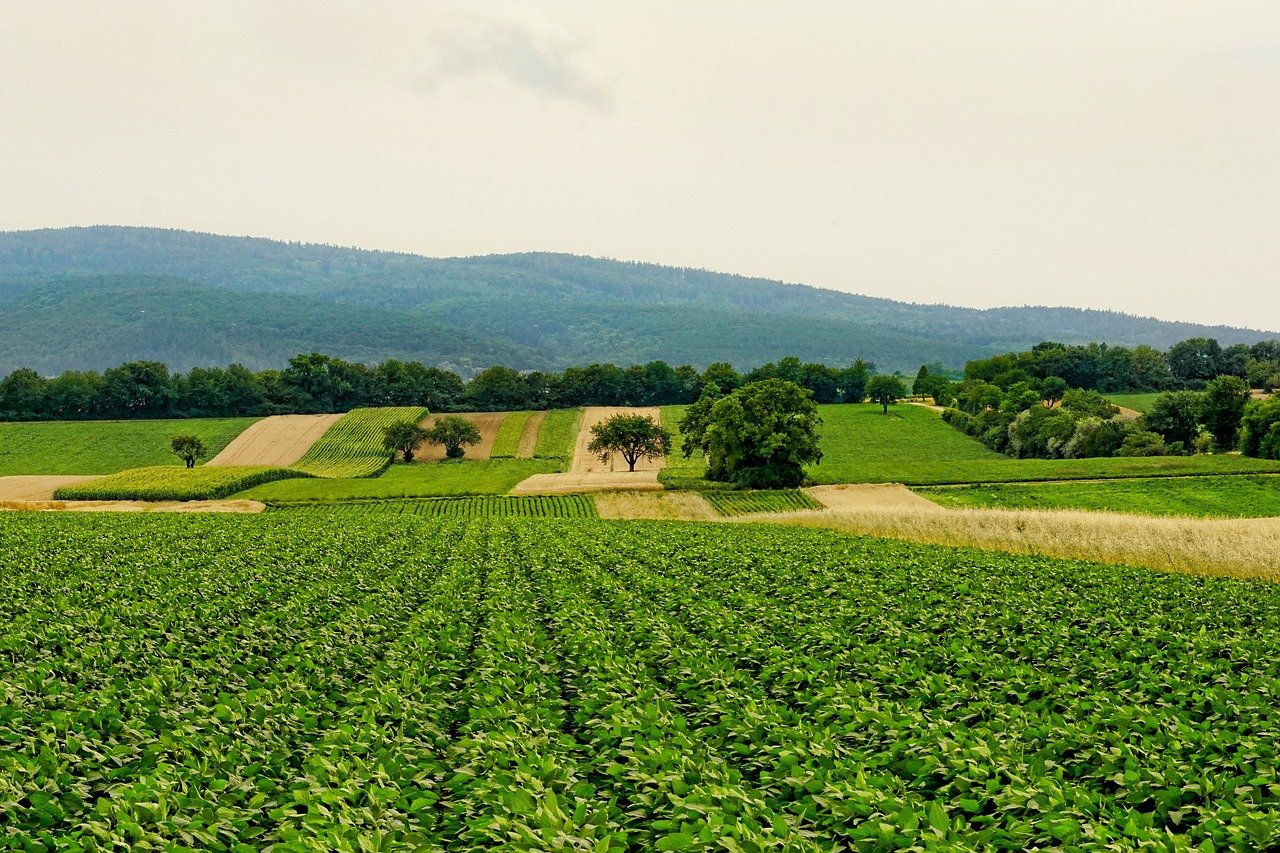 Importance of Microbes in Agriculture